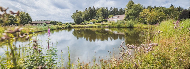 Teichpflege im Sommer